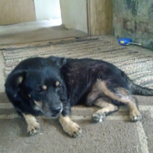 Meet your Posher, Cheyenne - Picture 2 of 9